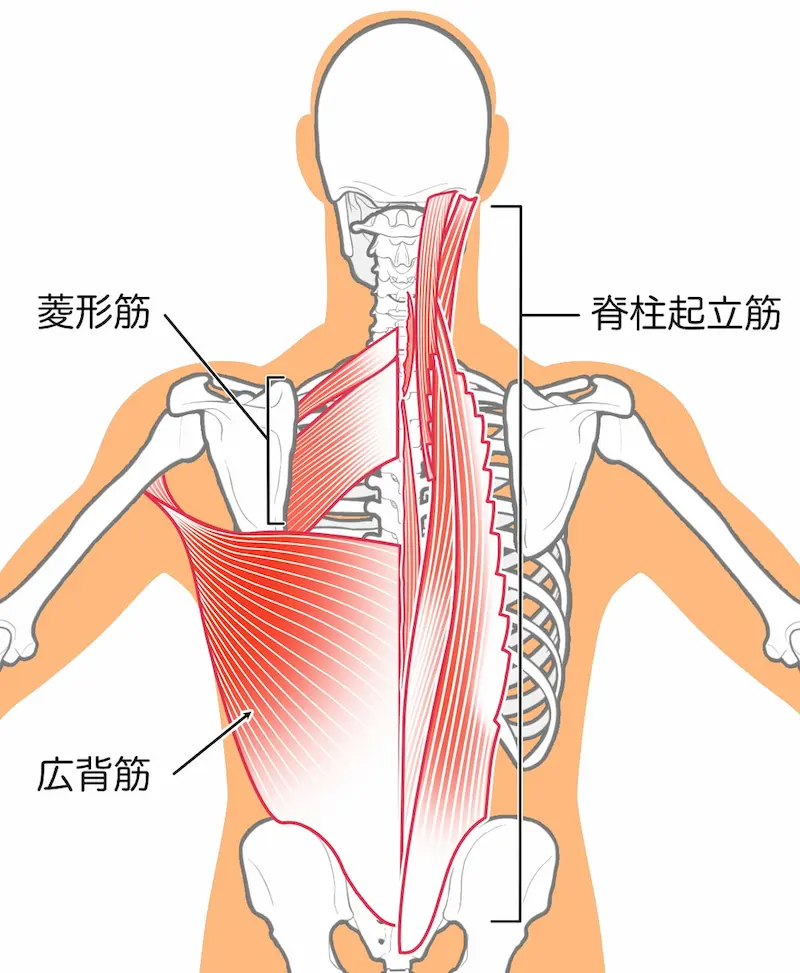 脊柱起立筋　広背筋